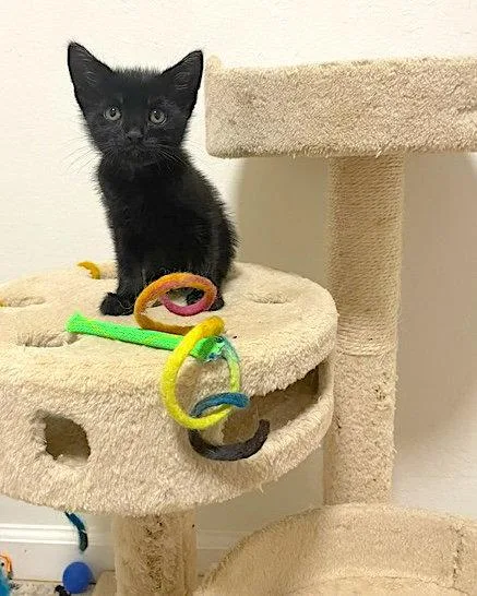 A baby medium-sized male Black Domestic Short Hair cat named Flash for adoption in Fremont, CA