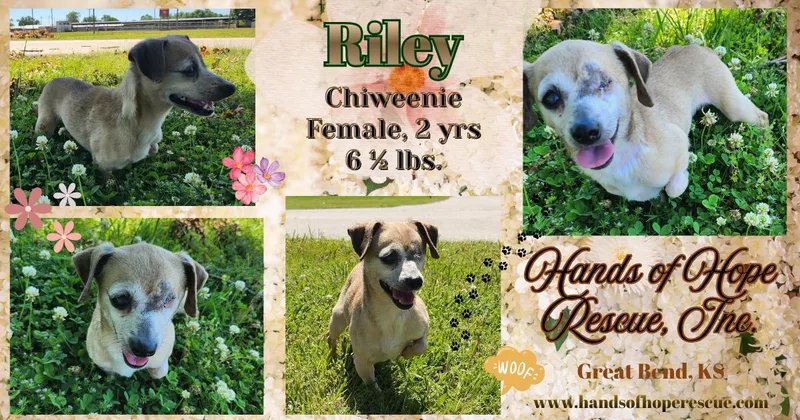 Riley thumbnail 2