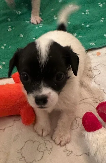 A baby small-sized male Chihuahua dog named Puppy Oreo   for adoption in Los Angeles, CA