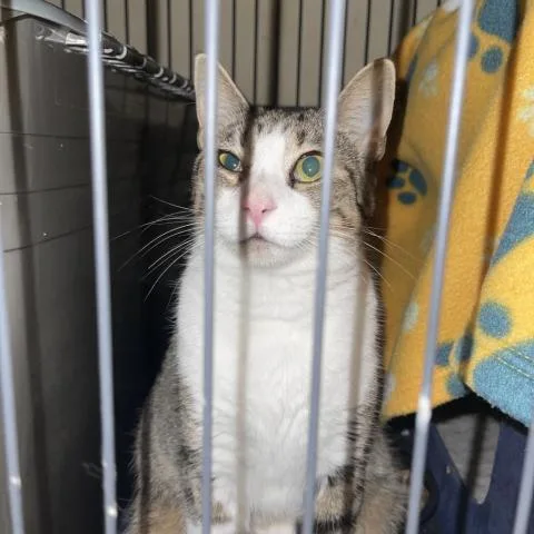 Lady Gaga thumbnail 2