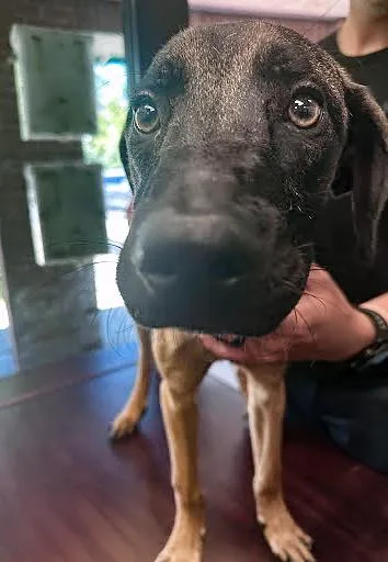 Bambi