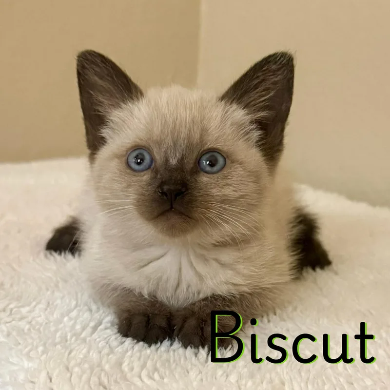 A baby small-sized female Siamese cat named Biscut for adoption in Glendale, AZ