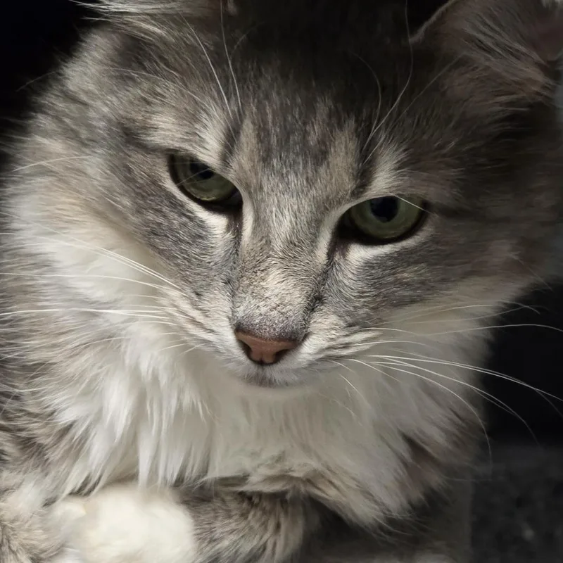 An adult medium-sized female Tabby (Gray / Blue / Silver) Domestic Medium Hair cat named Rosie for adoption in Circleville, OH