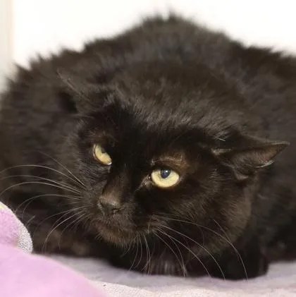 An adult large-sized female Domestic Short Hair cat named Bret for adoption in West Chester, PA