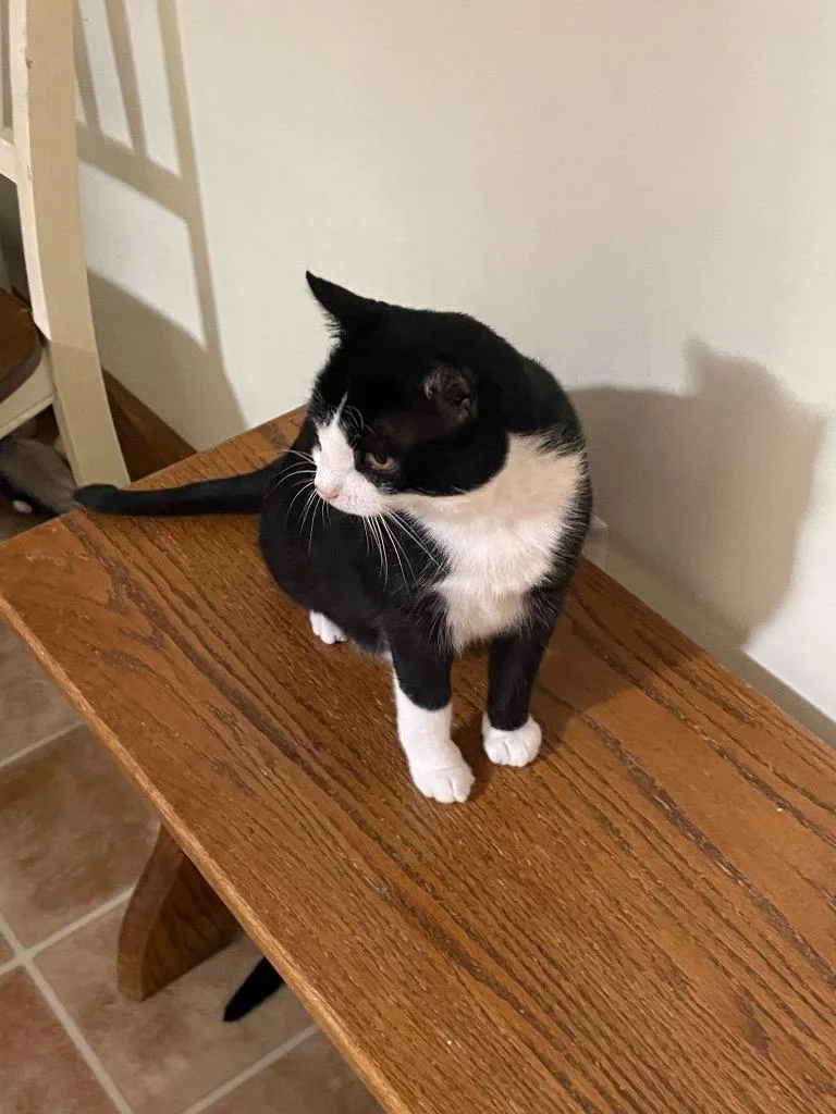 A baby medium-sized male Domestic Short Hair cat named Eddie for adoption in Westfield, NY
