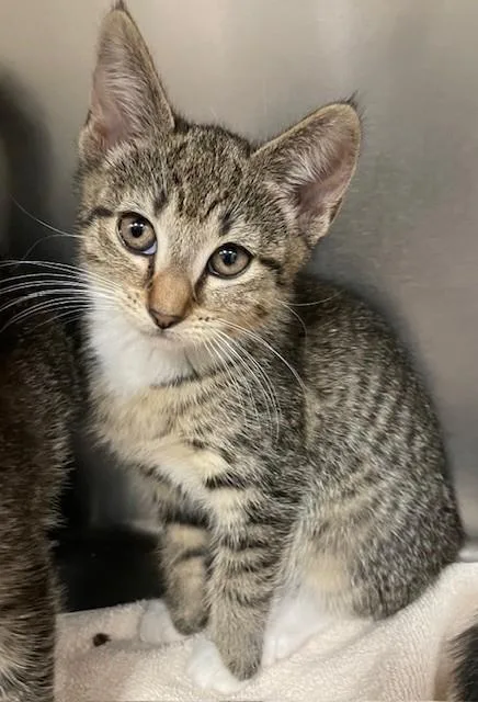 A baby medium-sized female Tabby (Brown / Chocolate) Domestic Short Hair cat named Madison for adoption in Prudenville, MI