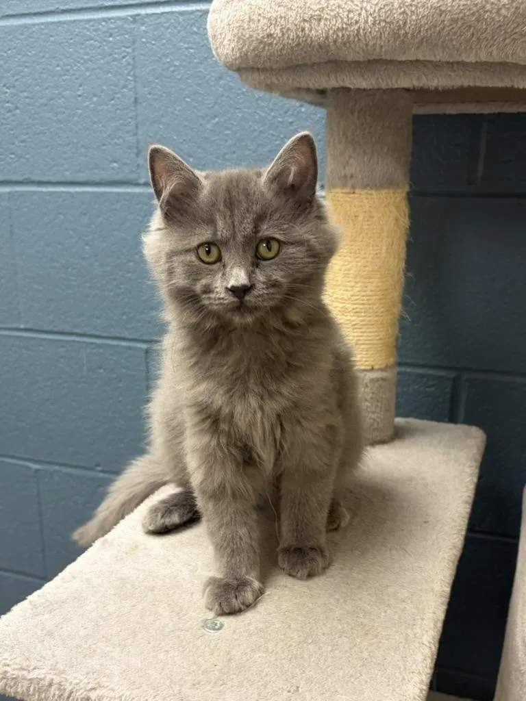 A young small-sized female Gray / Blue / Silver Domestic Medium Hair cat named Haven for adoption in Valparaiso, IN