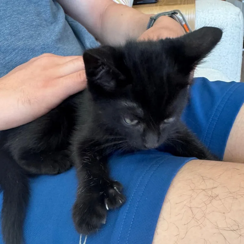 A baby small-sized male Black Domestic Short Hair cat named Nori for adoption in Sunnyvale, CA