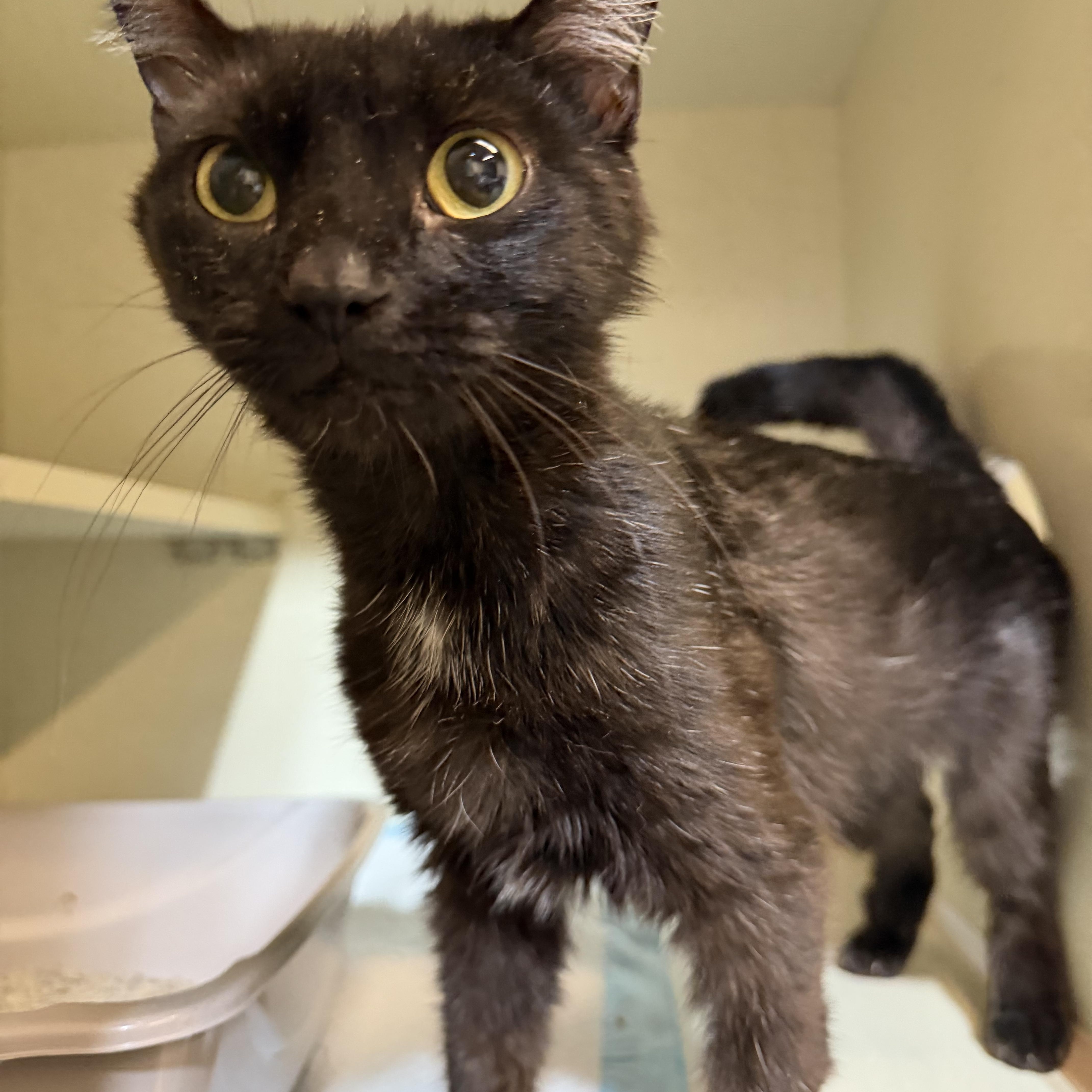 An adult medium-sized female Black Domestic Short Hair cat named Springy for adoption in Plainfield, IL
