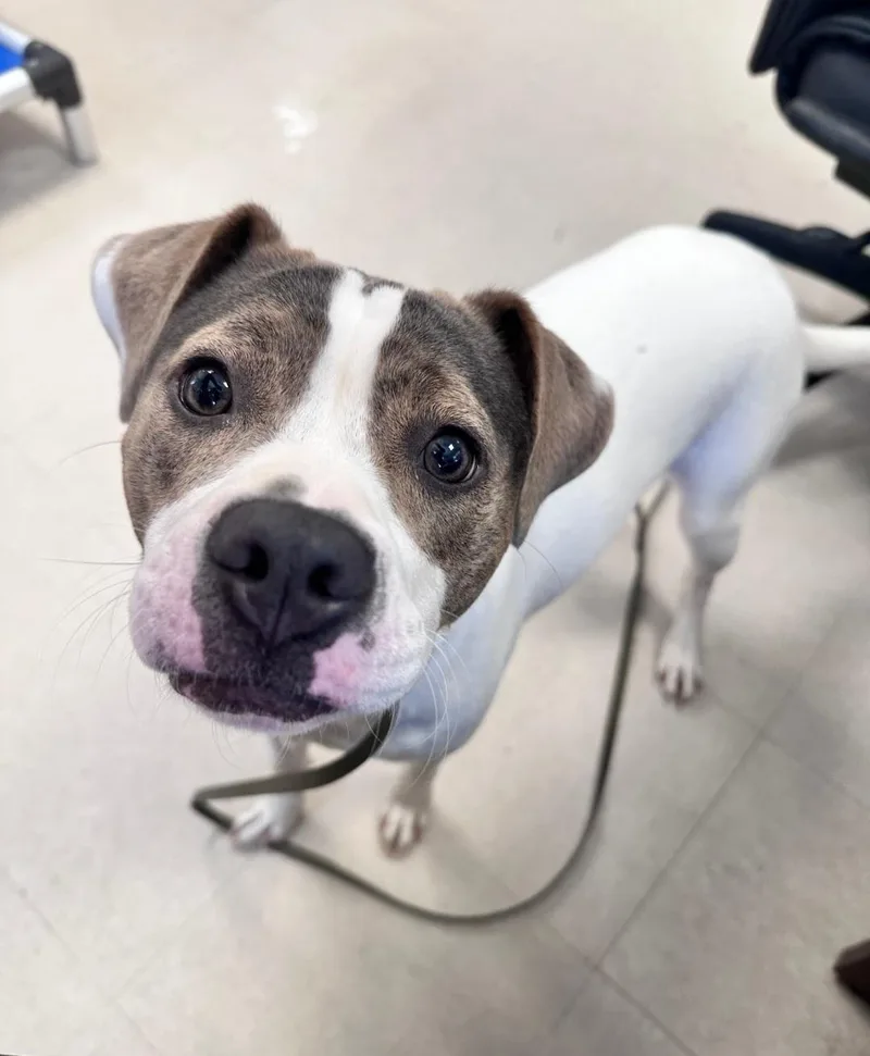 A young medium-sized female White / Cream Hound dog named Brandie for adoption in Clayton, NJ