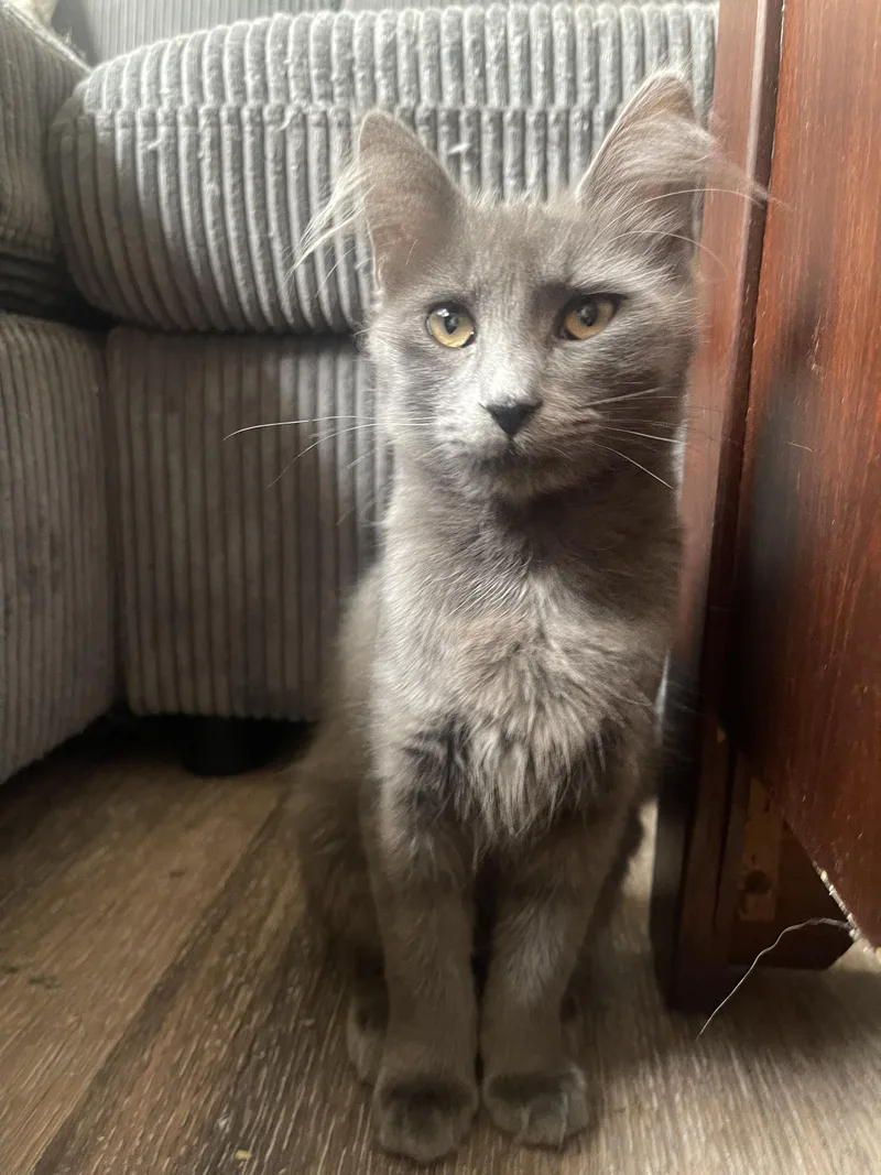 Soot And Ember thumbnail 2