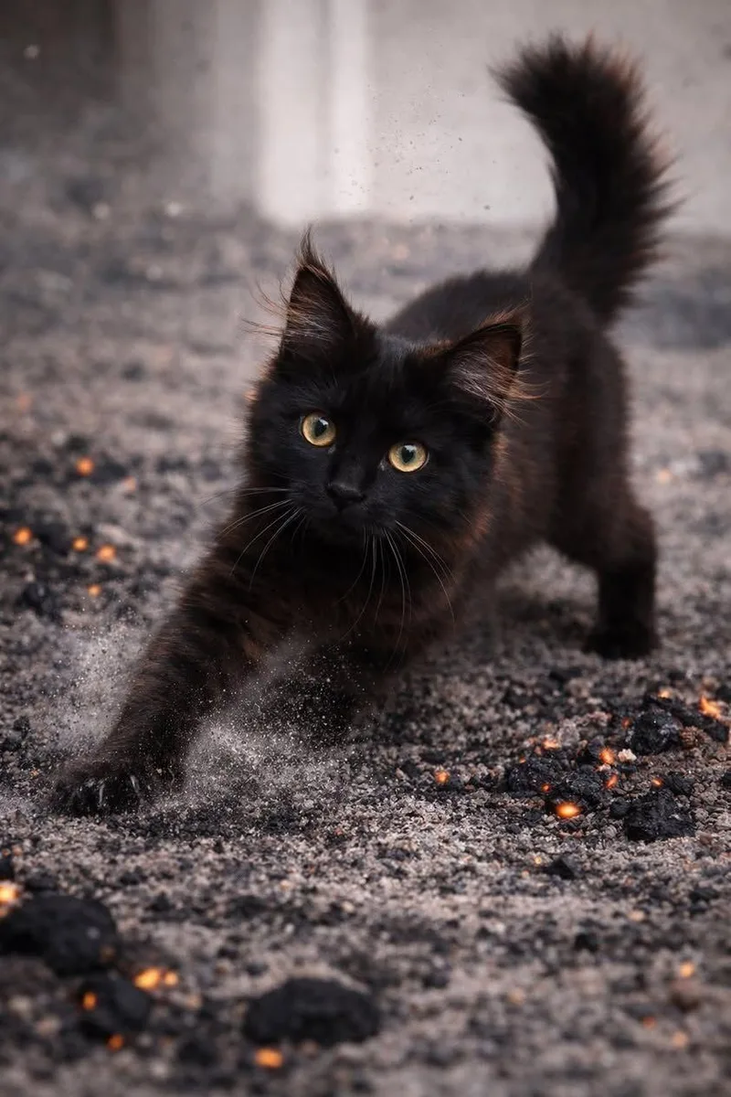 Soot And Ember thumbnail 3