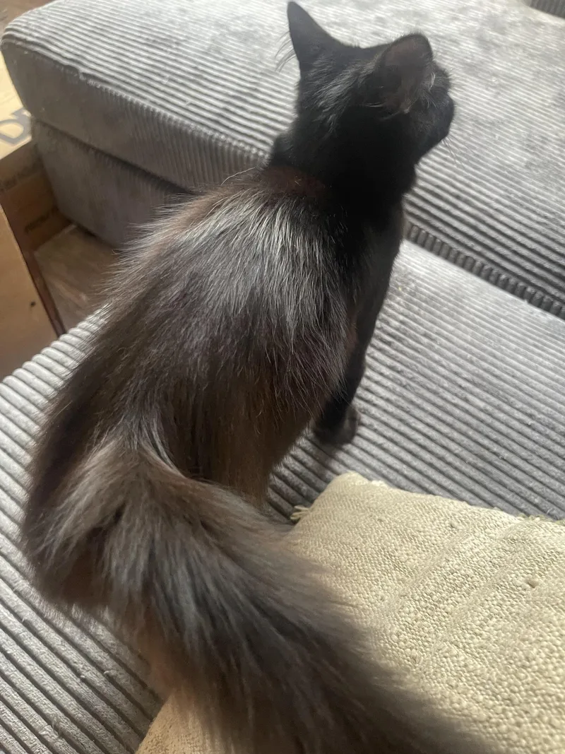 Soot And Ember thumbnail 4