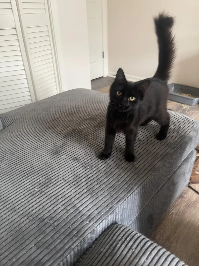 Soot And Ember thumbnail 5