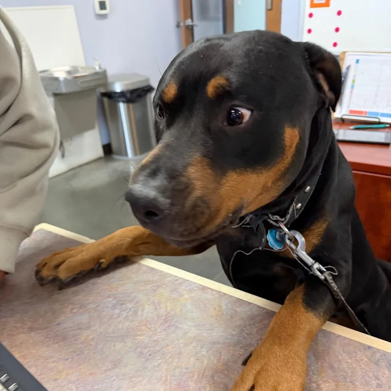 An adult large-sized male Black Rottweiler dog named HankFremontStray for adoption in Idaho Falls, ID