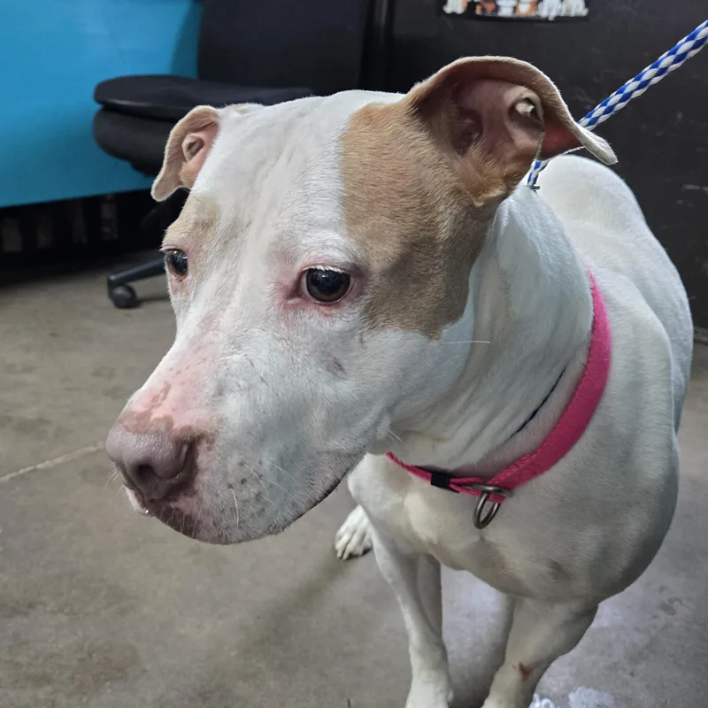 A senior medium-sized female White / Cream Pit Bull Terrier dog named Baby for adoption in Graham, TX