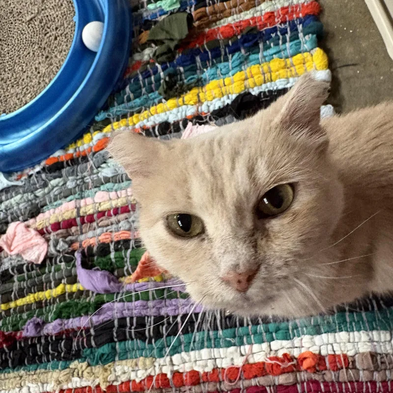 An adult medium-sized female Buff / Tan / Fawn Domestic Short Hair cat named Buff for adoption in Faribault, MN