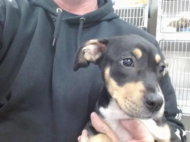 A baby small-sized female Catahoula Leopard Dog dog named Honey for adoption in Salinas, CA