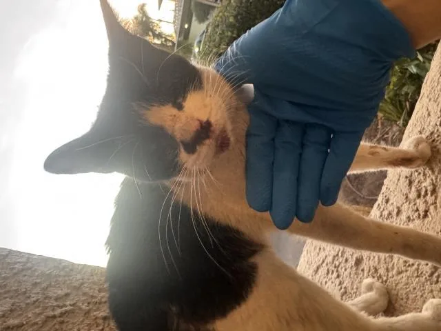 A young large-sized female Domestic Short Hair cat named Constance for adoption in Ontario, CA