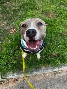 A young medium-sized male Pit Bull Terrier dog named Bravo for adoption in Atlanta, GA
