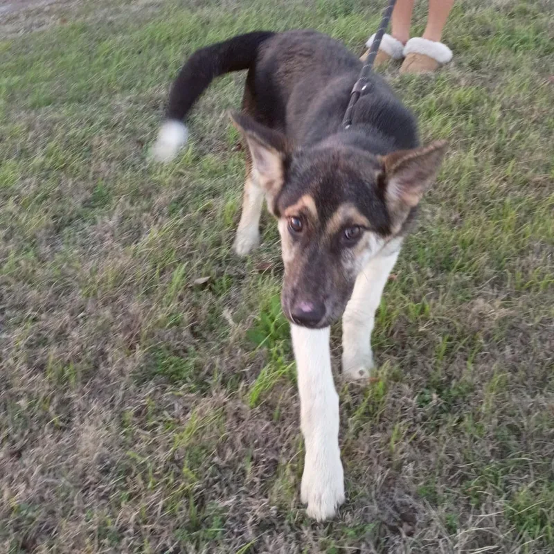 A young small-sized male Black Shepherd dog named Socks P for adoption in Corsicana, TX