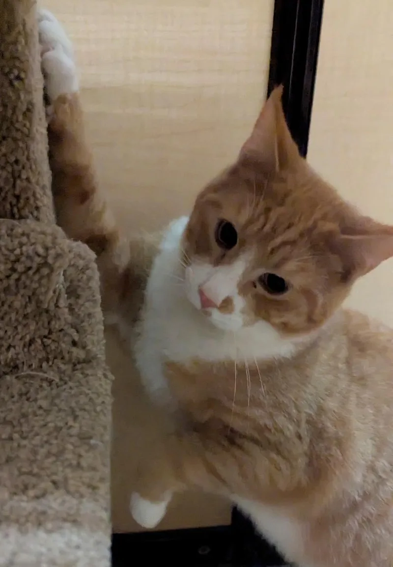 A baby medium-sized male Tabby (Orange / Red) Tabby cat named Quincy for adoption in Farmland, IN