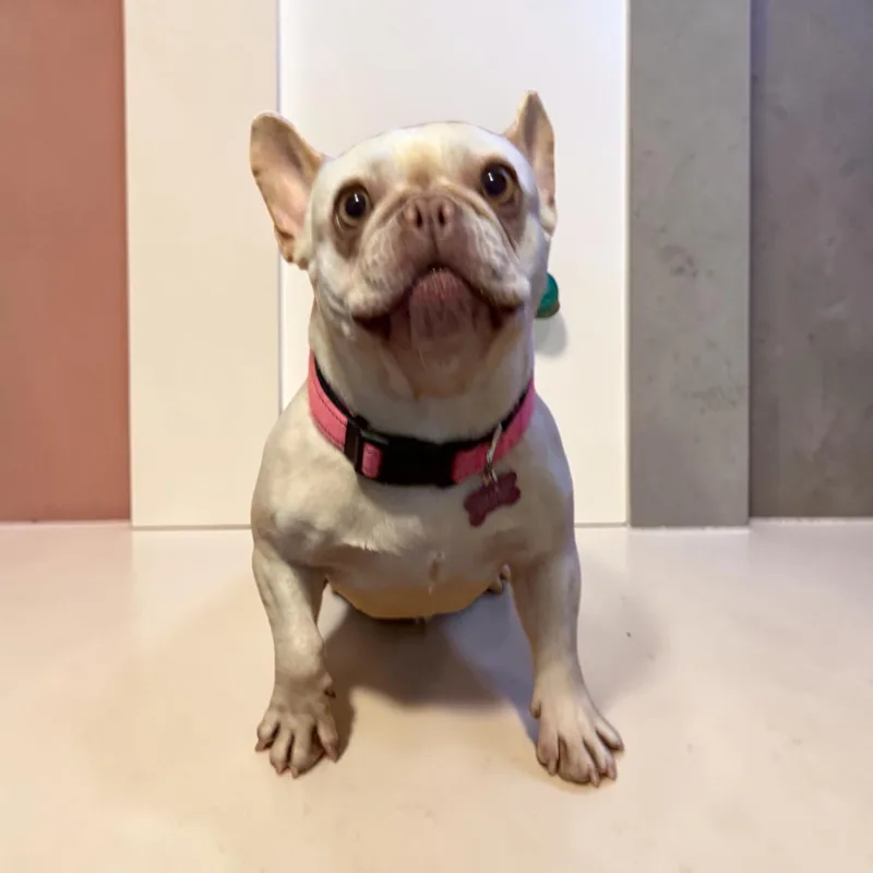 An adult small-sized female Apricot / Beige French Bulldog dog named Bella for adoption in Hollywood, FL