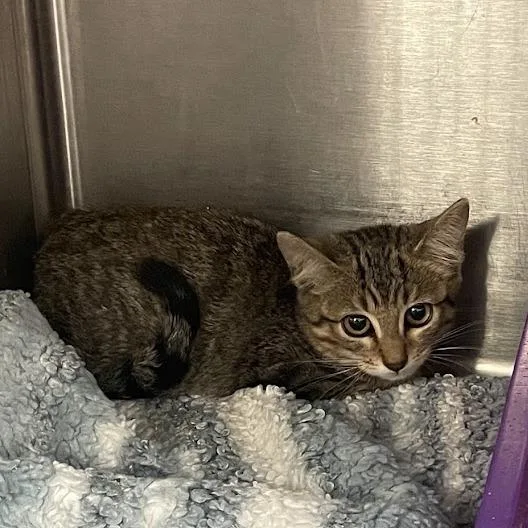 A baby small-sized female Brown / Chocolate Domestic Short Hair cat named Celeste for adoption in Port Charlotte, FL