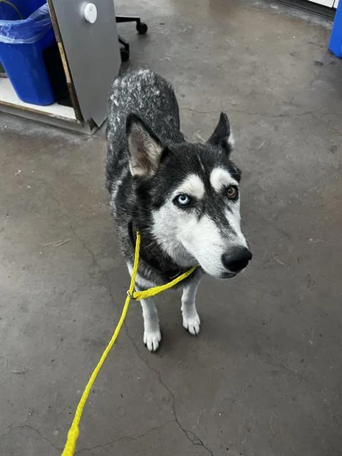 An adult medium-sized female Husky dog named Naia for adoption in Dallas, TX