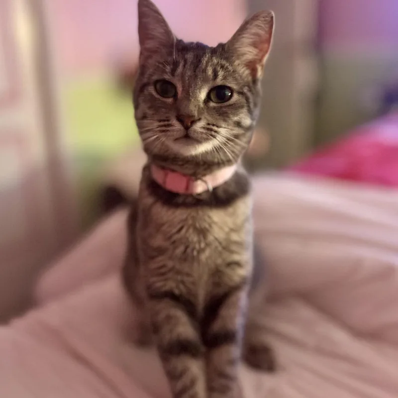 An adult small-sized female Gray / Blue / Silver Domestic Short Hair cat named Lucinda for adoption in Philadelphia, PA