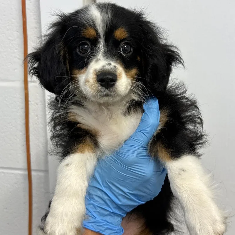 The Duke of Cute