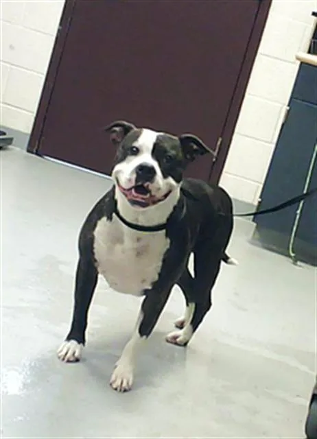 A young medium-sized female Pit Bull Terrier dog named Pretty Girl for adoption in Fayetteville, NC