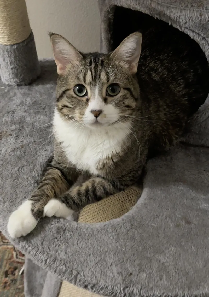 An adult medium-sized female Domestic Short Hair cat named Mimi for adoption in Blaine, MN