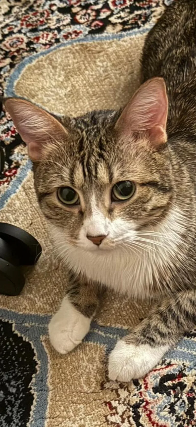 Mimi thumbnail 2