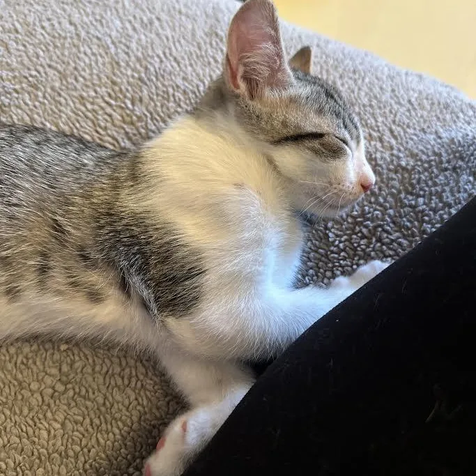 A baby small-sized male Black Domestic Short Hair cat named Trace Meding for adoption in Morrison, CO