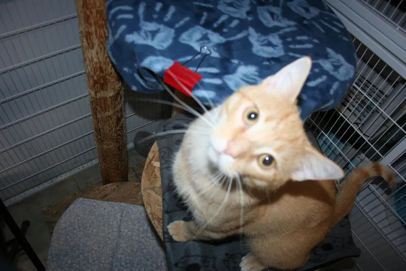 A young medium-sized male Tabby (Orange / Red) Tabby cat named Mr. Handsome for adoption in Howell, MI