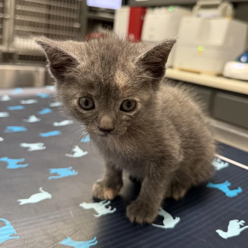A baby small-sized female Dilute Tortoiseshell Domestic Short Hair cat named Hermione for adoption in Acworth, GA