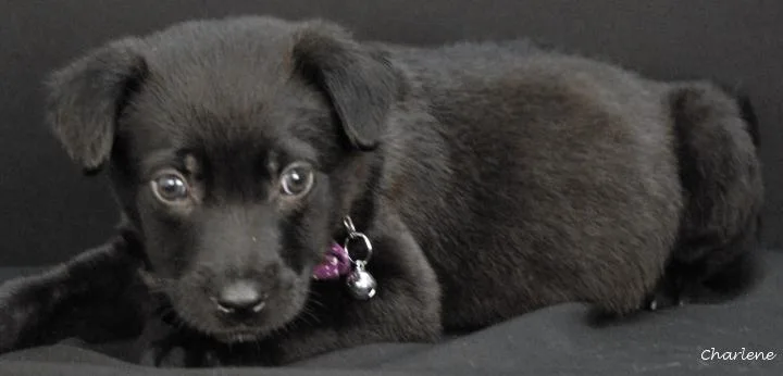 A baby medium-sized female Black Labrador Retriever dog named Stinkbug for adoption in Newland, NC
