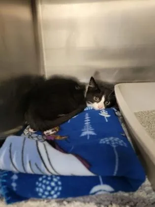 A baby small-sized male Domestic Short Hair cat named Miller for adoption in Fergus Falls, MN