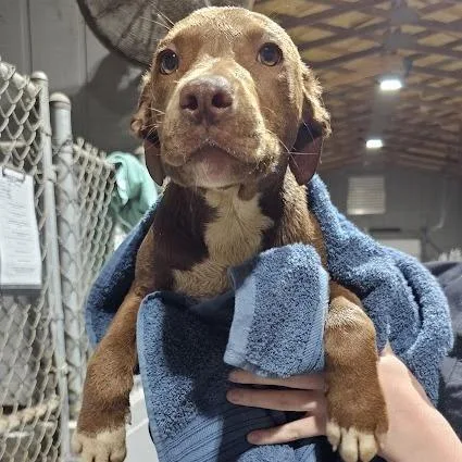 A baby small-sized female Brown / Chocolate Labrador Retriever dog named Brook for adoption in New York, NY