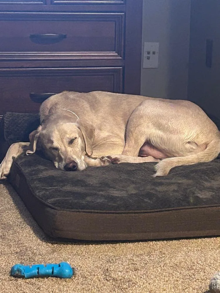 An adult large-sized male Labrador Retriever dog named Tank Sinatra for adoption in Plymouth, MN