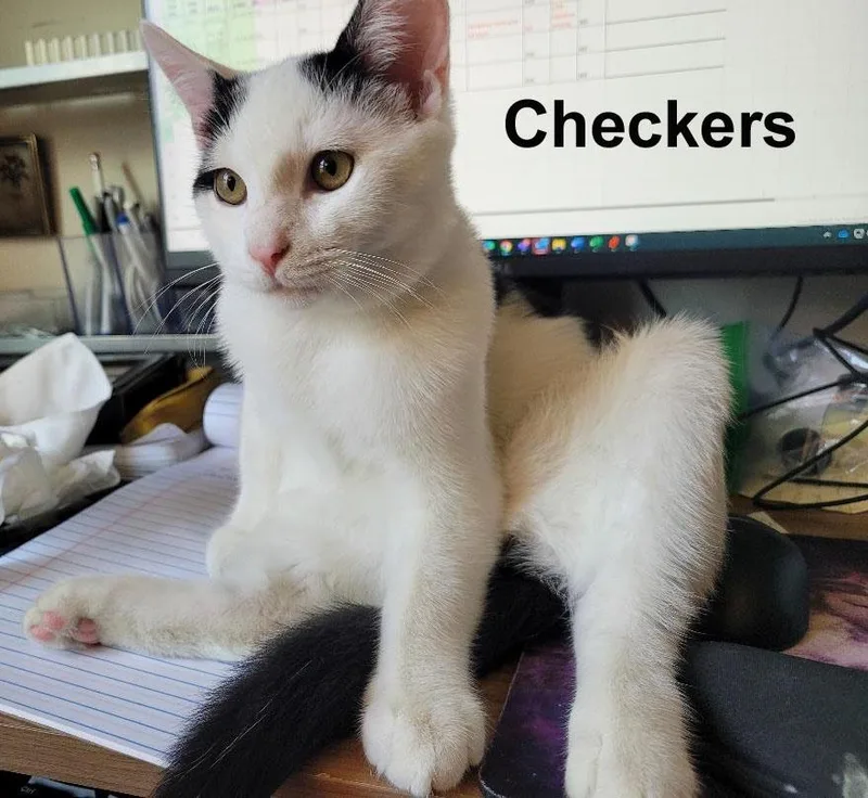 Checkers Steck.