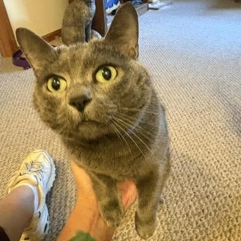 A senior small-sized female Gray / Blue / Silver Domestic Short Hair cat named Cece C for adoption in Princeton, MN