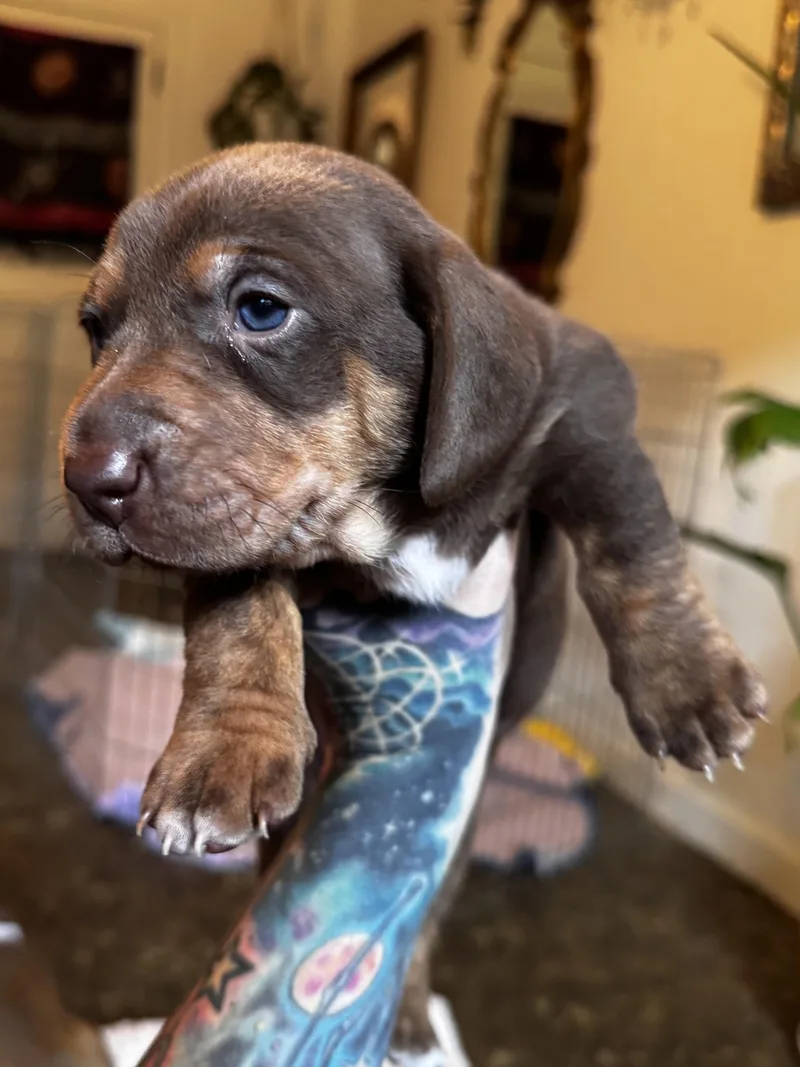 A baby medium-sized female Brown / Chocolate Pit Bull Terrier dog named Basil for adoption in Lakehead, CA