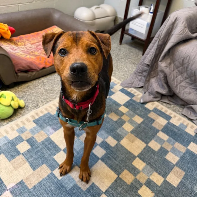 A young medium-sized male Red / Chestnut / Orange Hound dog named Mario for adoption in Falls Church, VA
