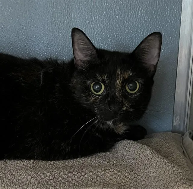 An adult small-sized female Domestic Short Hair cat named Lady for adoption in Westminster, MD