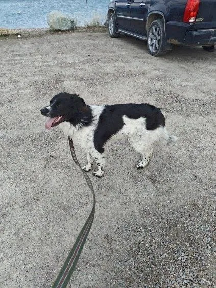 An adult large-sized male Black Mixed Breed dog named Boone  Courtesy Listing for adoption in Polson, MT