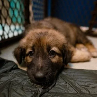 Primrose thumbnail 2