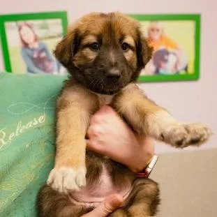 A baby medium-sized female Dutch Shepherd dog named Primrose for adoption in Cincinnati, OH