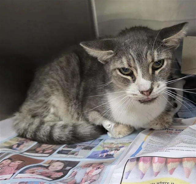 An adult small-sized male Domestic Short Hair cat named Tangerine for adoption in San Antonio, TX